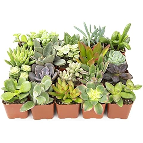 Altman Plants thumbnail