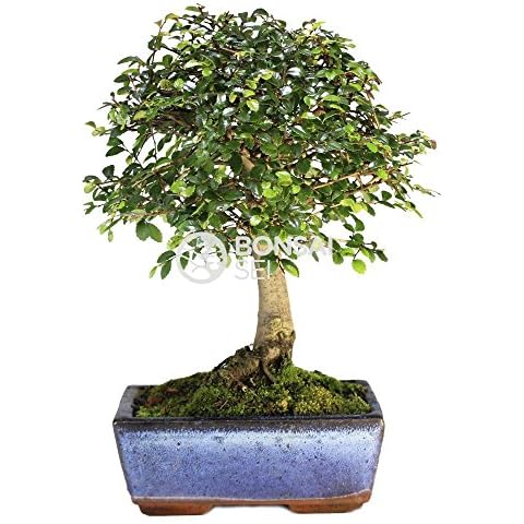 Bonsai Sei thumbnail