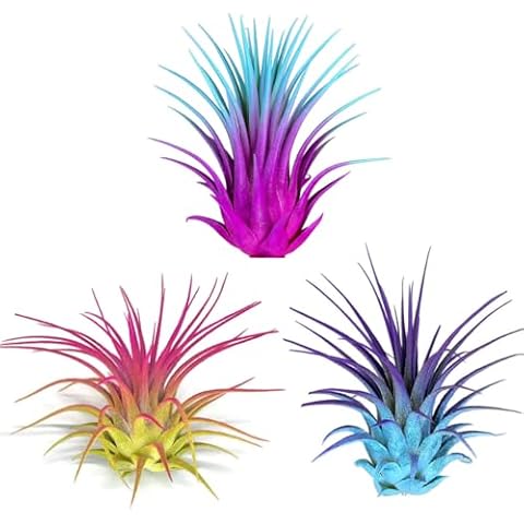 Colored Air Plants thumbnail