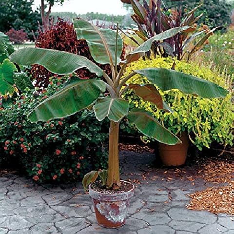 Gray-Gardens thumbnail