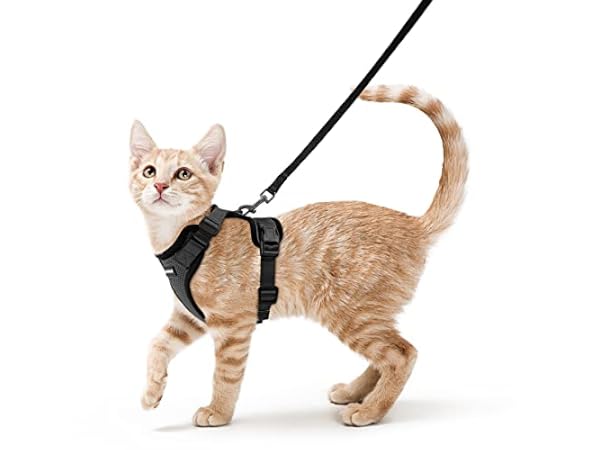 Harnais pour chats Vignette