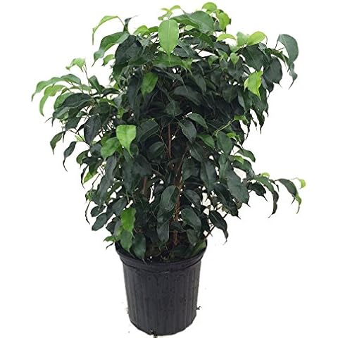 Hirts: House Plant thumbnail