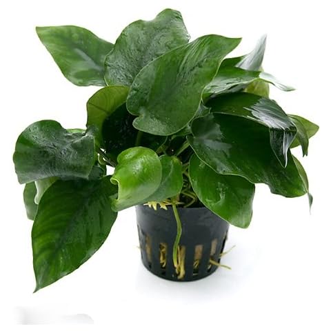 Justplants thumbnail