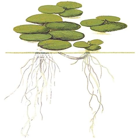 Mühlan Wasserpflanzen thumbnail