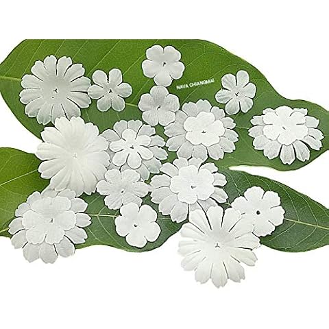 NAVA CHIANGMAI FLOWERS thumbnail