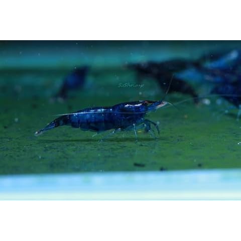 SoShrimp thumbnail