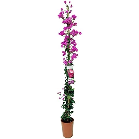 Viparplant thumbnail